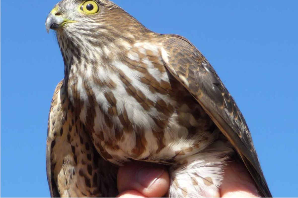 A volunteer holds a sharp-shinned hawk before its release at Chelan Ridge.