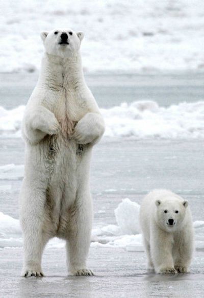 
A polar bear and her cub stand this month on the frozen beach in Barrow, Alaska. Conservationists are worried that polar bears, which spend most of their lives on sea ice, will become extinct as that ice recedes.
 (Associated Press / The Spokesman-Review)