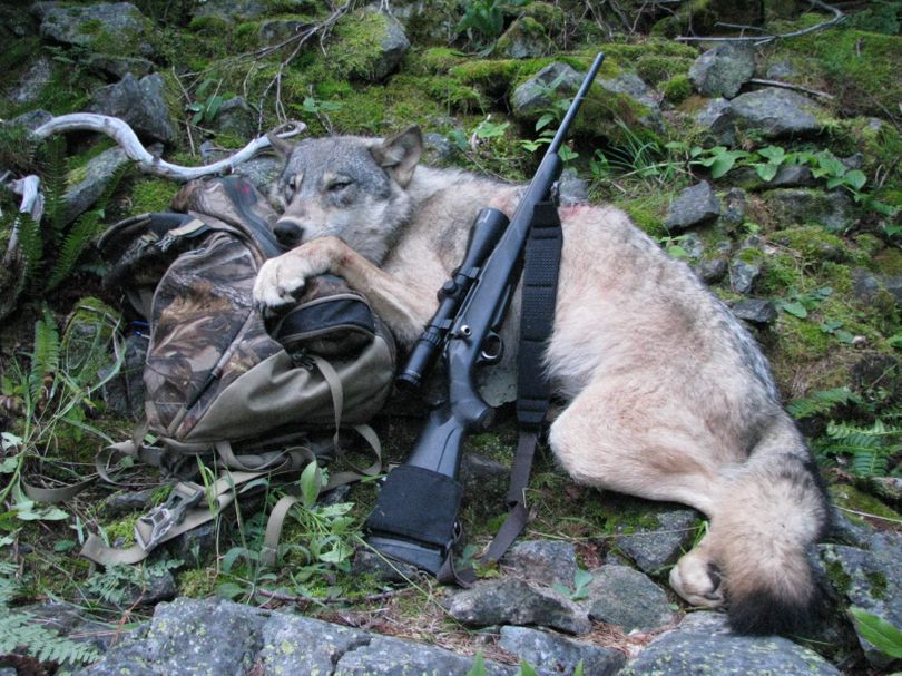 Wolves were first targeted in an official regulated Idaho hunting season that opened Sept. 1, 2009. The state began authorizing wolf trapping seasons in 2011. (Associated Press)