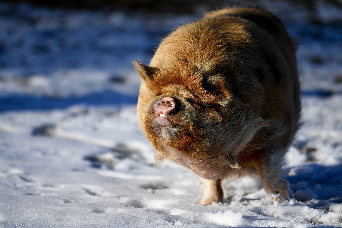 Finch office manager kisses pig - March 3, 2021 | The Spokesman-Review