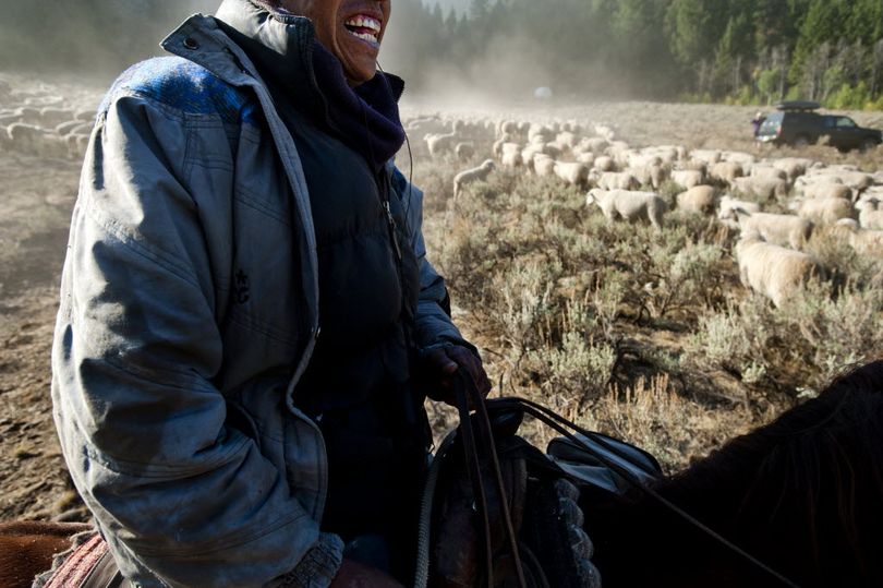 Adrian Alvarado Baldeon laughs as he drives his sheep from the ridge where he beds them at night to river where he waters them in the morning on Thursday, September 13, 2012, in Sun Valley, Idaho.  (Tyler Tjomsland)