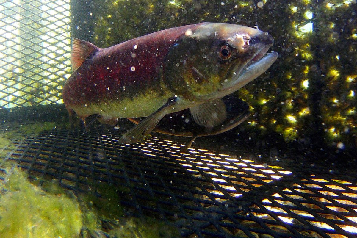 A Snake River sockeye is captured in Stanley, Idaho, for its genes after swimming more than 900 miles to reach its spawning grounds. A program to replenish the dwindling population of salmon in the river is working, but at a high cost.