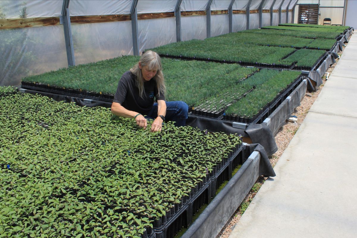 This May 18, 2022 image shows nursery manager Tammy Parsons thinning aspen seedlings at a greenhouse in Santa Fe, N.M. Parsons and her colleagues evacuated an invaluable collection of seeds and tens of thousands of seedlings from the New Mexico State University