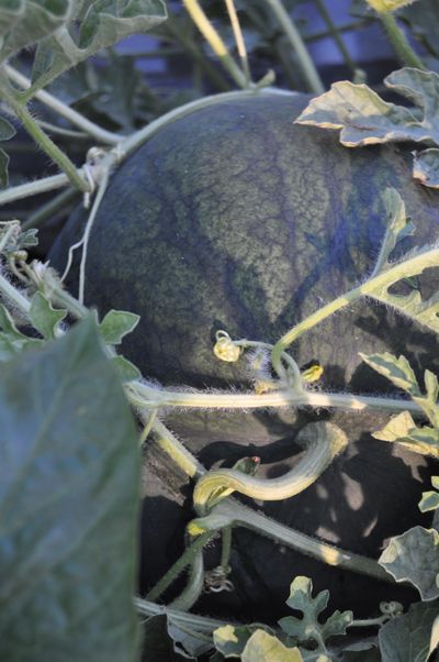 Watermelons are close to being ripe when the small curlicue stem (center of photo) near the melon turns brown. The ground patch should be yellow and the melon should have a soft hollow sound when thumped. (Pat Munts / The Spokesman-Review)