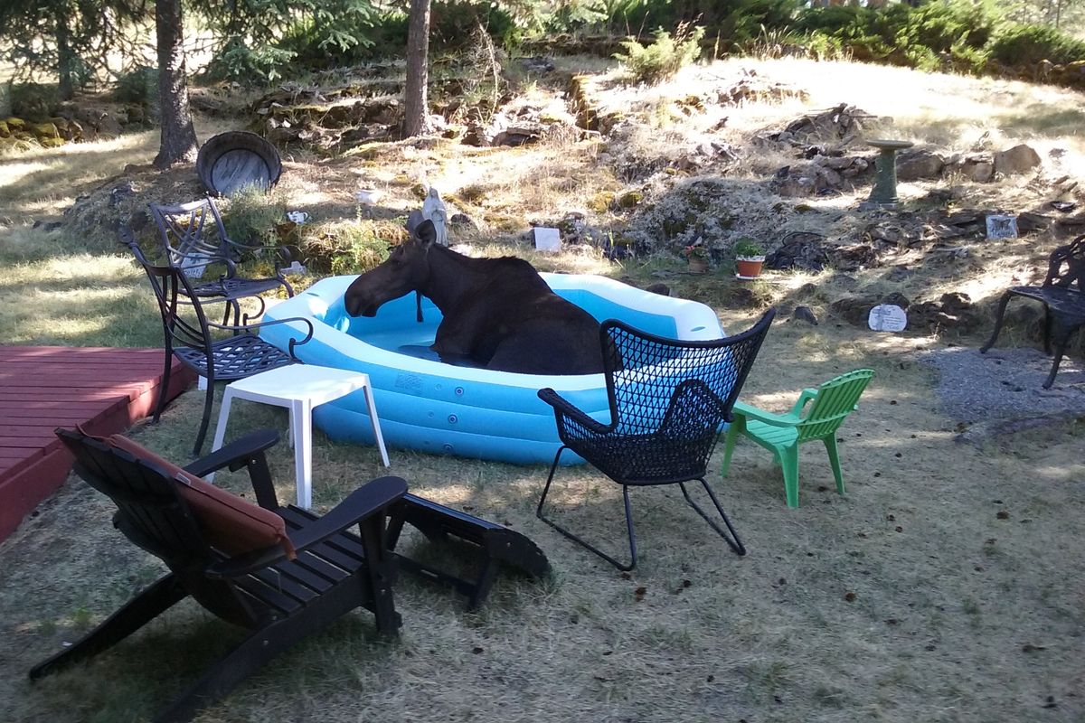 A cow moose lounges in the kiddie pool at the Johnson family residence in the Painted Hills of Spokane Valley hear Dishman-Mica Road. (Kathy Johnson)
