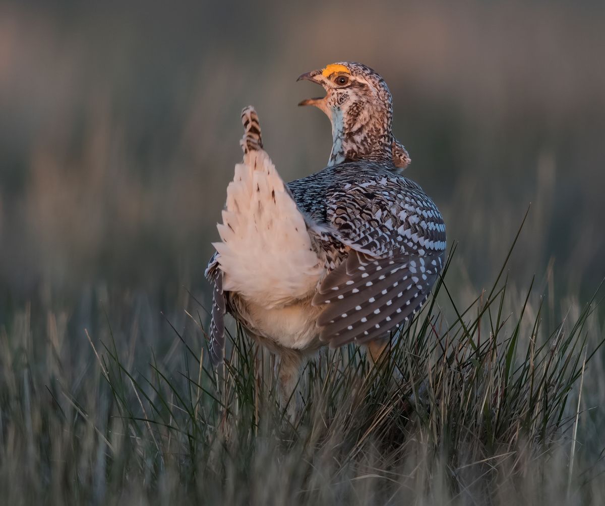 A Columbian sharp-tailed grouse photographed in Lincoln County is one of 14 fine photos in the 2016 Birds of Eastern Washington Calendar photographed by Spokane Audubon Society members and sold as a fund rasier. (Tom Munson)