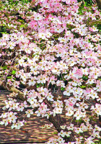 
Dogwoods do well in morning sun with some shade from the hot afternoon sun.
 (SXC / The Spokesman-Review)