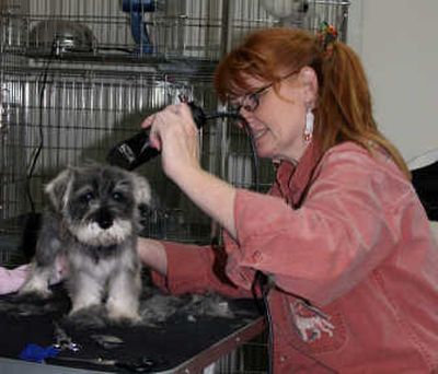 
Teri Kofalk, owner of A Waggin' Tail, a new pet grooming parlor in the Rathdrum/Twin Lakes area, carefully gives Mandi, a 12-week old miniature schnauzer, her first hair cut. She took her time with the tiny, four-pound dog, taking care Mandie stayed calm and relaxed throughout the process. Photo by Mary Jane Honegger
 (Photo by Mary Jane Honegger / The Spokesman-Review)