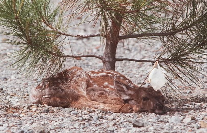 This young fawn was photographed on the tailing piles at Holden Village above Lake Chelan, Wash., on July 9, 1997. The pine tree was planted to stop chemicals from leaching out of the piles. The Holden Mine was once profitable copper, gold and zinc mine located 10 miles up Railroad Creek on the south shore of Lake Chelan, Wash.  (Associated Press)