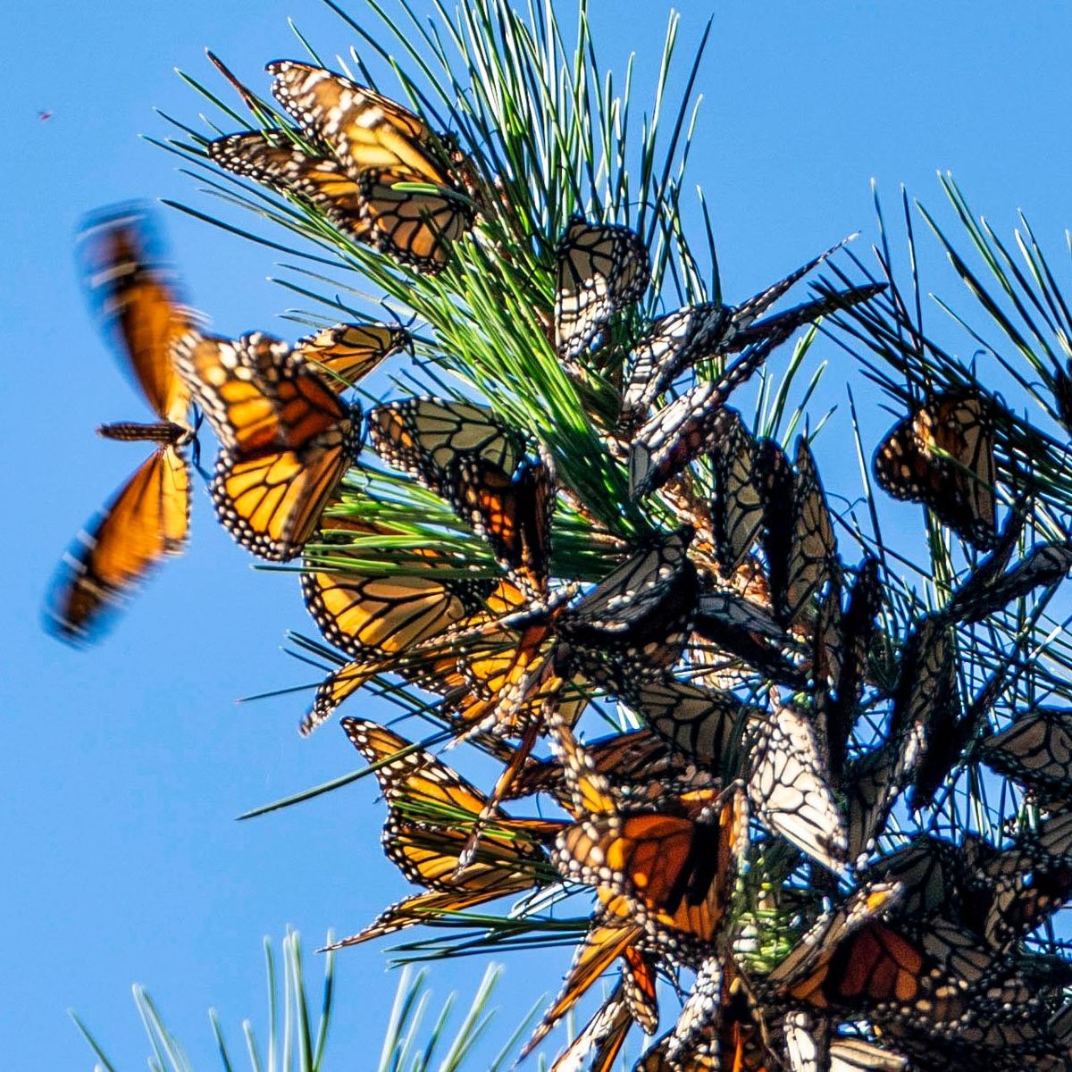 Monarch butterflies cluster together at the Monarch Butterfly Sanctuary in Pacific Grove, Calif. (Melina Mara/Washington Post)