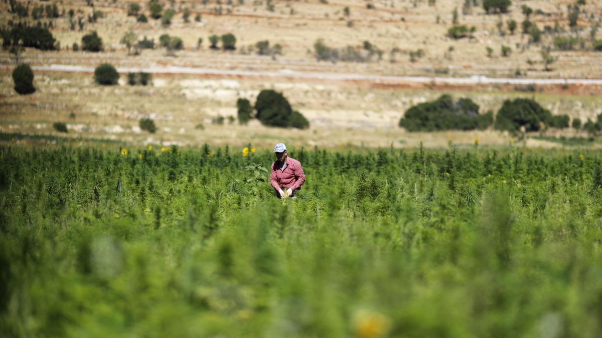 Lebanon’s cannabis heartland, Bekaa, hopes for legalization The