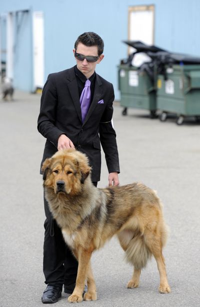 Prime-time poise: Chandler Becker, of Chehalis, Wash., waits for a breed competition to begin for Phoenix, a Tibetan mastiff, Tuesday at the Kootenai County Fairgrounds in Coeur d’Alene. It was the final day of the Coeur d’Alene Dog Fanciers show, which drew entrants from around the region to vie for ribbons and the American Kennel Club points that advance a dog toward championship status. See more photos at spokesman.com/picture-stories (Jesse Tinsley)