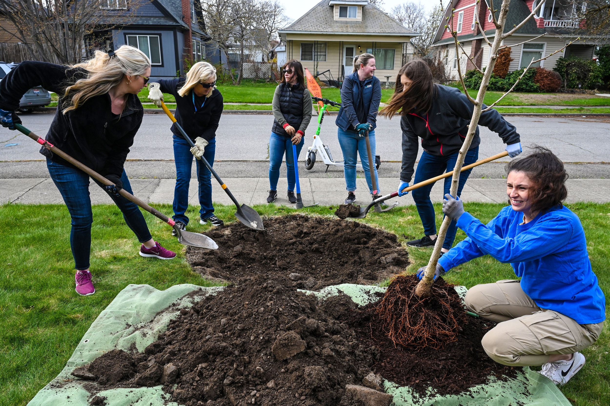 What kind of trees should Spokane property owners plant? The