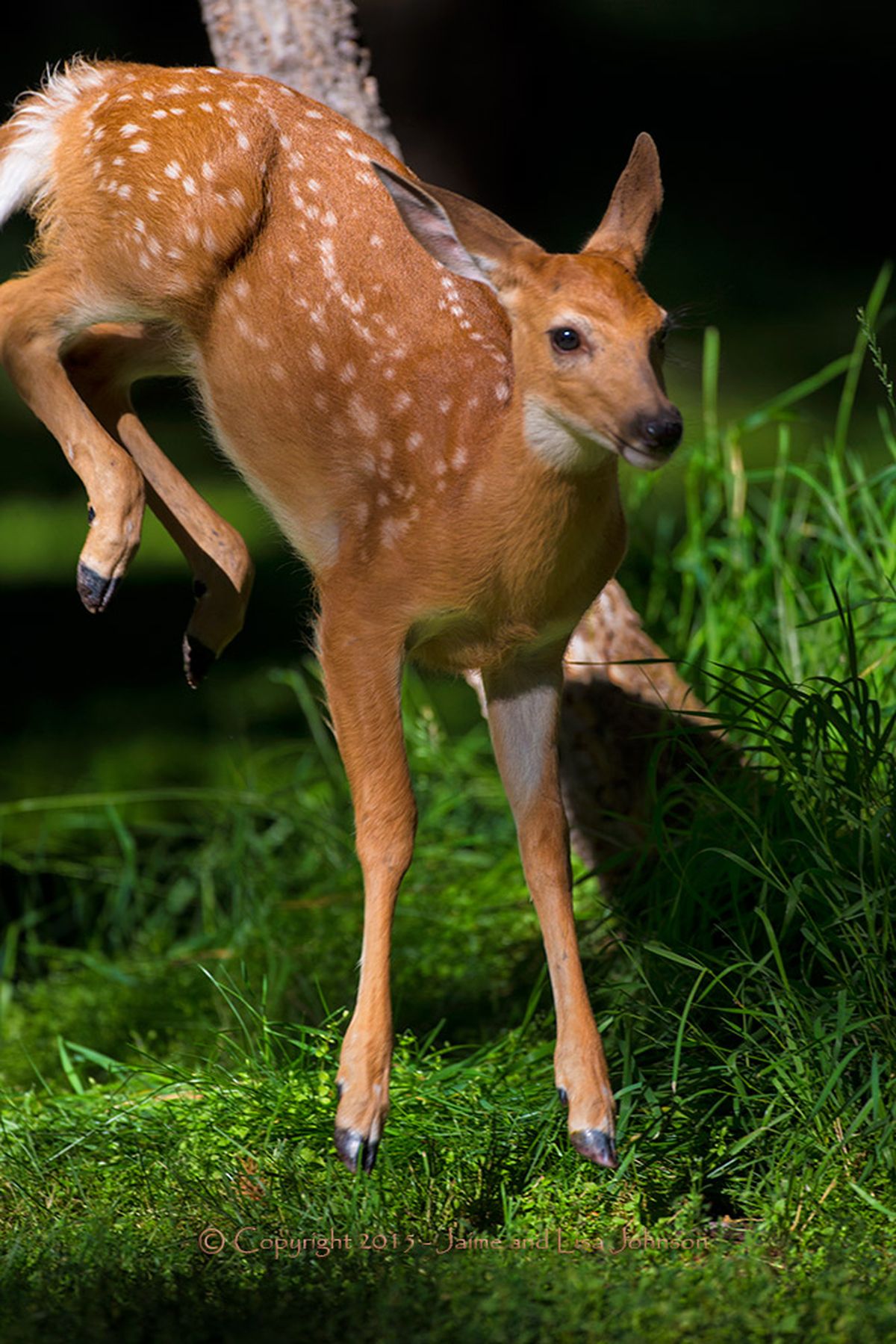 A whitetail fawn less than two months old frolics on July 23, 2015. (Jaimie Johnson)