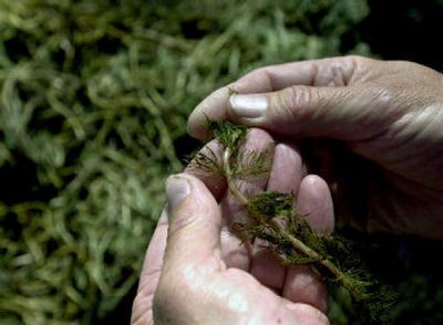 
Eurasian milfoil grows underwater and is difficult to detect until it breaks the surface. 
 (File/ / The Spokesman-Review)