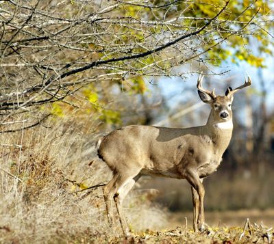 Buck white-tailed deer are famous for remaining hidden during fall until the mating season lures them out of the brush.  (Associated Press)