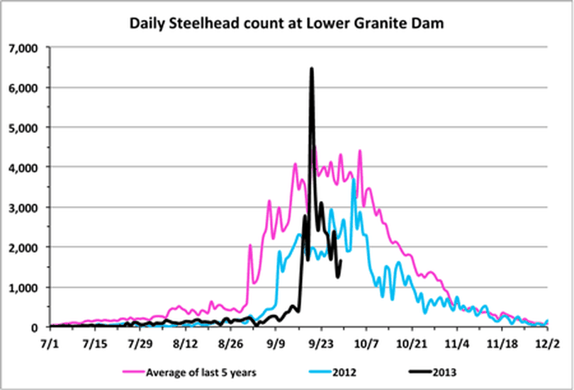 Steelhead counts at Lower Granite Dam as of Sept. 30, 2013. (Fish Passage Center)