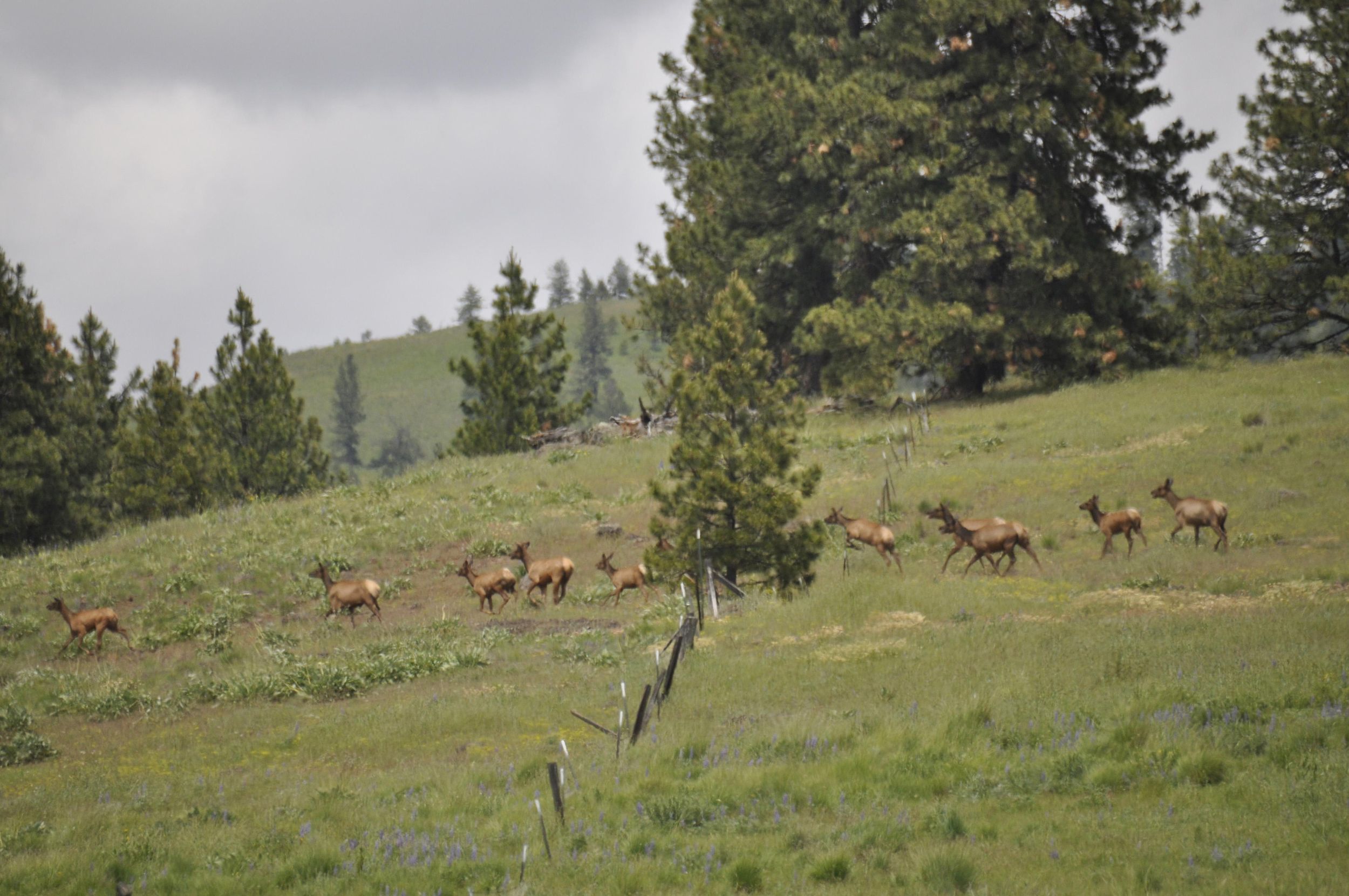 4-O Ranch Wildlife Area dedicated - June 4, 2016 | The Spokesman-Review