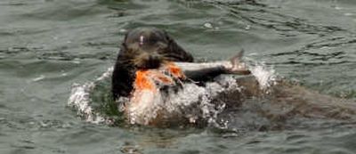 
A sea lion brings a migrating chinook salmon to the surface at Bonneville Dam, Ore., in 2003. Associated Press
 (Associated Press / The Spokesman-Review)