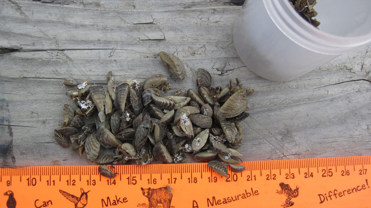 Zebra mussels removed from a boat at an aquatic invasive species check station in Washington. (Washington Department of Fish and Wildlife photo / Washington Department of Fish and Wildlife photo)