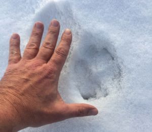 Tracks that appear to be made by two or more wolves have been sighted this month in Spokane County in the Hangman Creek drainage. (Hank Seipp)