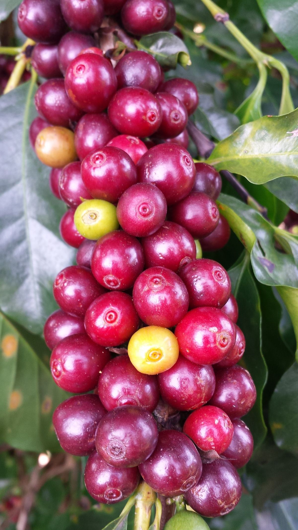 Ripened coffee beans are harvest ready. Brazil is the largest producer of coffee, followed by Vietnam and Colombia.  (Pixabay)