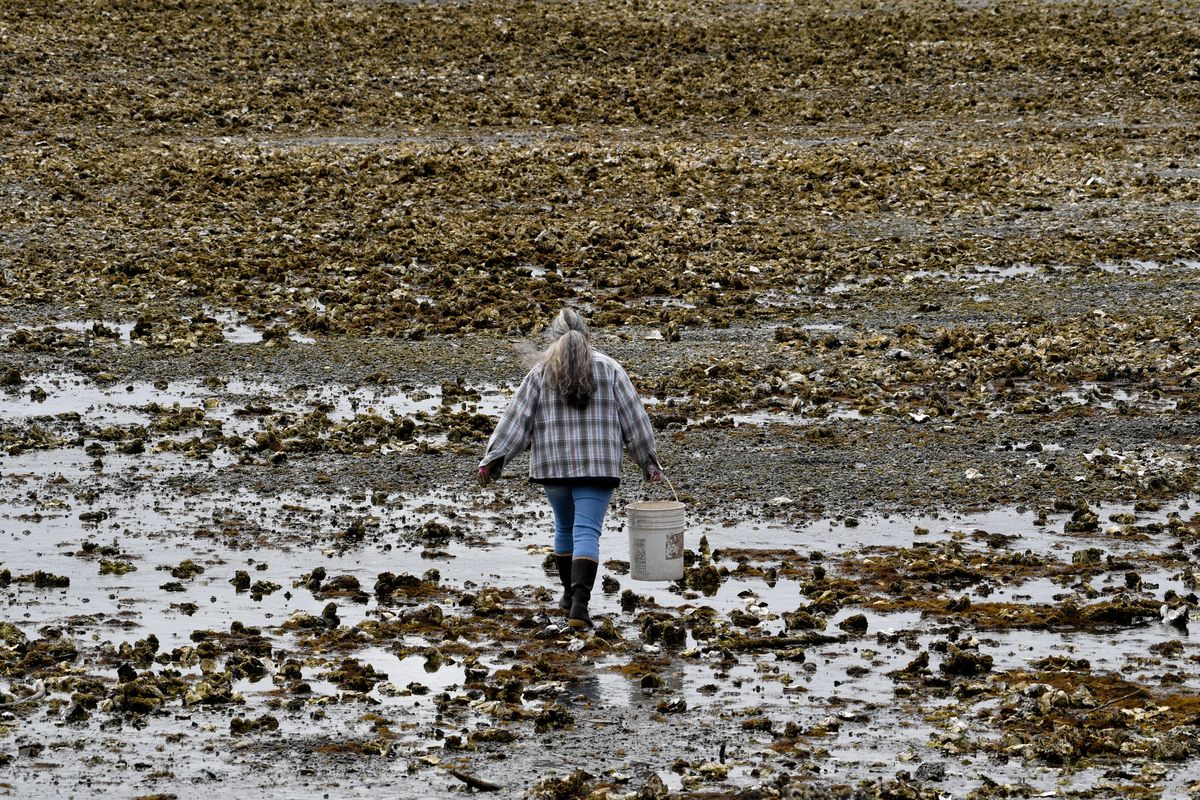 Karen Stewart, walks across an oyster bed on Eagle Creek Beach on the Hood Canal on Thursday, July 8, 2021, near Hoodsport, Wash. She and her husband Dennis Stewart live a hunter gatherer lifestyle and said they obtain most of their diet from the wild, much of which includes shellfish. "It's nice we can eat our hobby," said Dennis Stewart.  (Tyler Tjomsland/The Spokesman-Review)