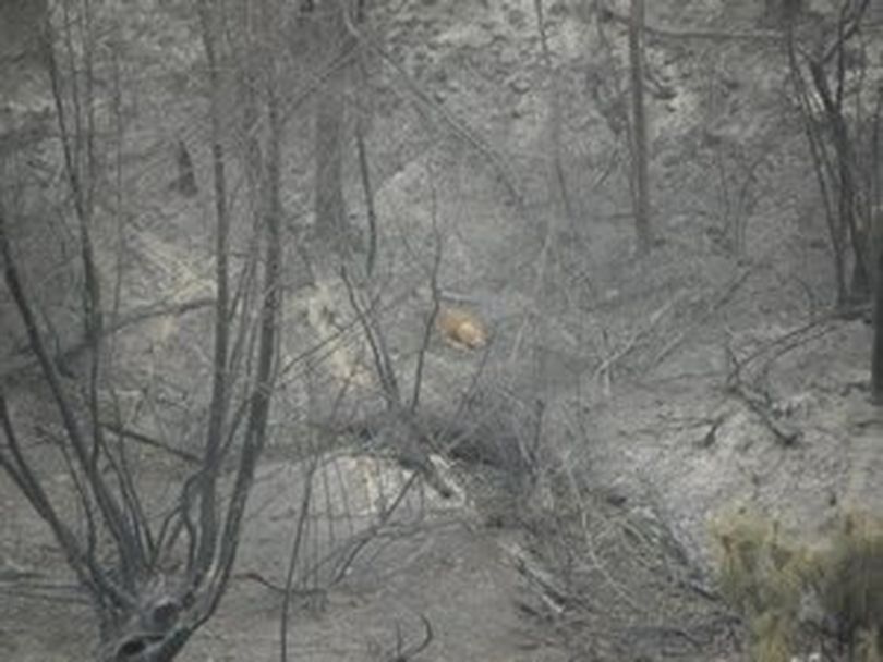 A mule deer roams through an area burned by the summer 2014 Carlton Complex fires in northcentral Washington. (Washington Department of Fish and Wildlife)