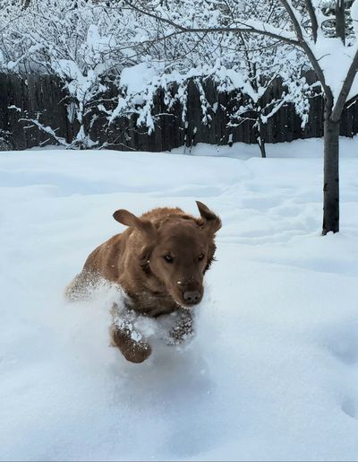 The author’s dog, Waldo, plays in a foot of snow Friday that fell between Dec. 24-31 in Moscow, Idaho.  (Linda Weiford/For The Spokesman-Review)