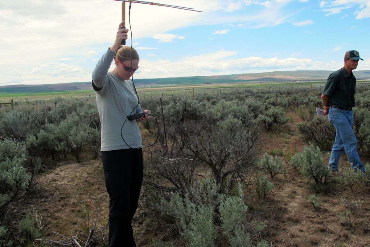 Scientist Penny Becker uses a tracking device that reads radio collar signals from pygmy rabbits while scientist Matt Monda looks on at the Sagebrush Flats reserve near Ephrata, Wash., on June 2. (Associated Press)