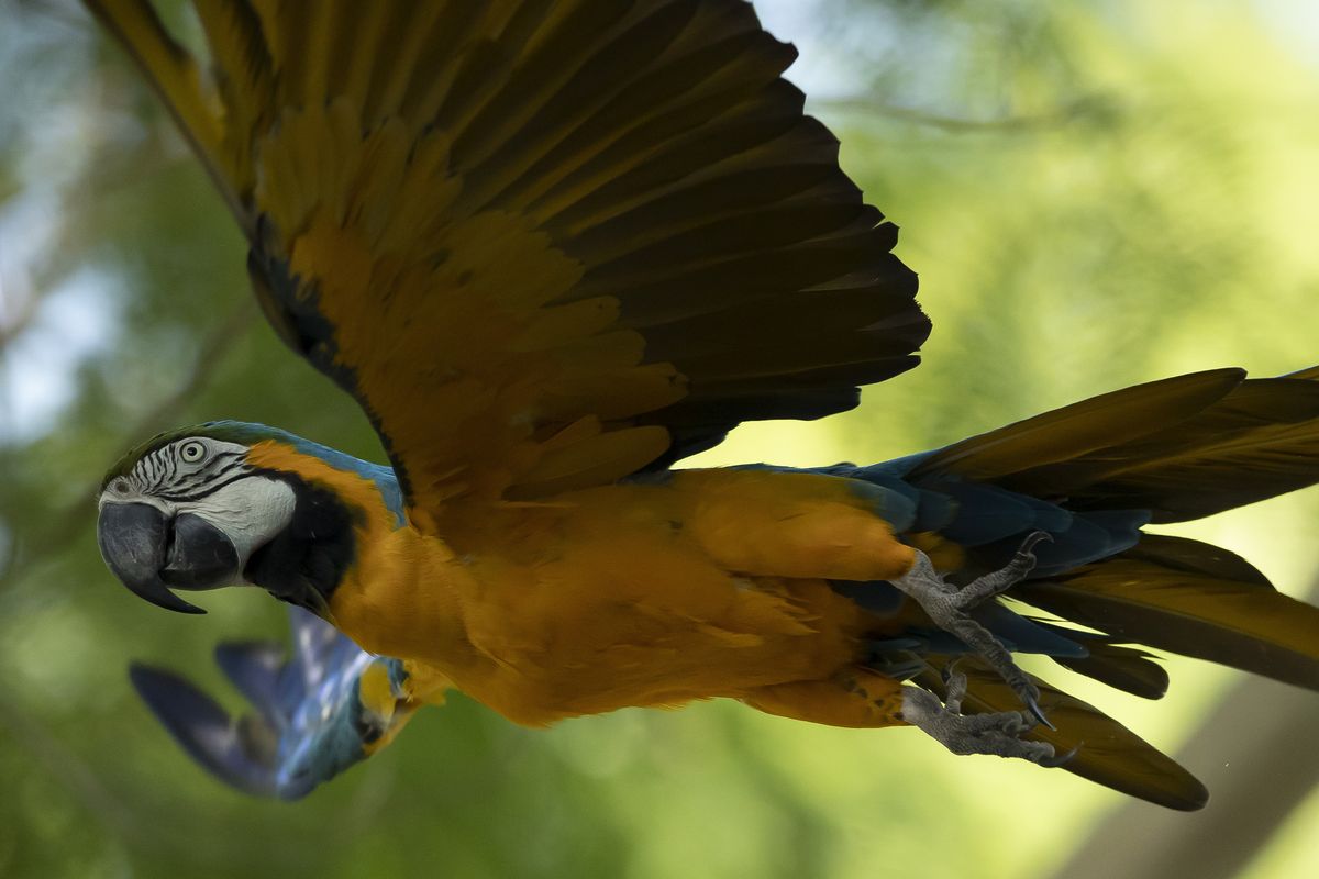 A blue-and-yellow macaw that zookeepers named Juliet flies outside the enclosure where macaws are kept Wednesday at BioParque, in Rio de Janeiro.  (Bruna Prado)