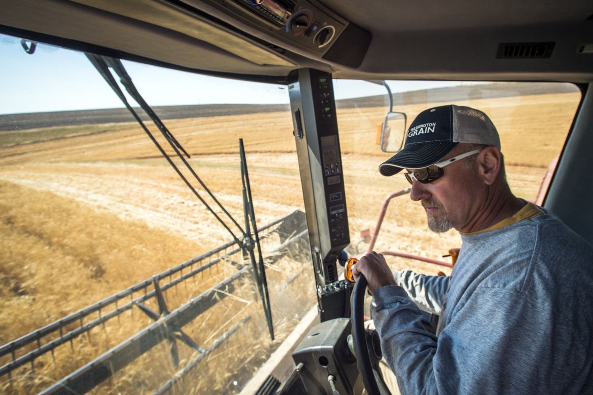Pete Swannack drives his combine Saturday to help harvest his cousin Steve Swannack’s wheat crop near Lamont, Wash. (Colin Mulvany)