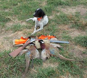 Rich Landers' English setter Scout was up for his 9th annual crack at Washington's pheasant season opener. (Rich Landers / The Spokesman-Review)