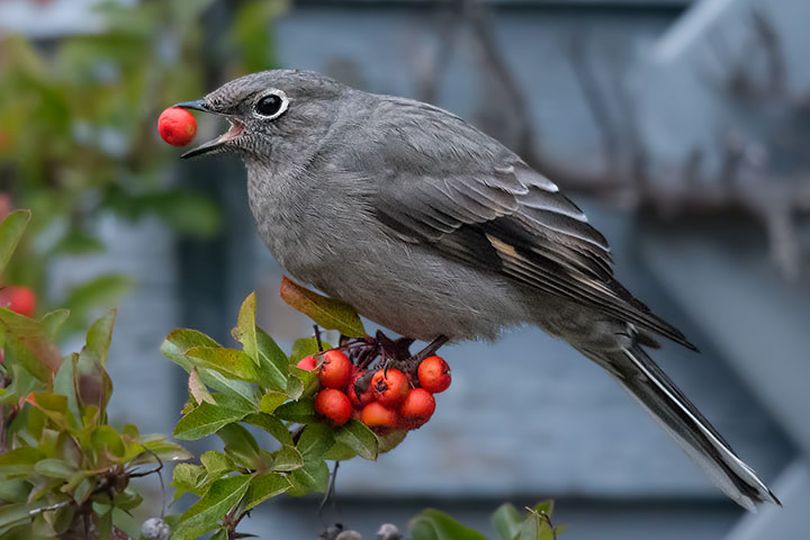 Townsend's solitaire eating from a pyracantha bush. (Alistair Fraser)
