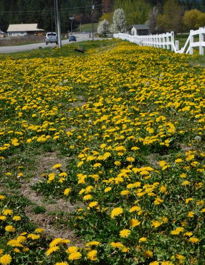 While dandelions may be a nuisance to many people, they are an excellent source of pollen for honey bees that are building their spring colonies with worker bees. (Photo by Pat Munts)