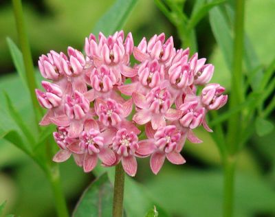 Swamp milkweed, a host plant for monarch butterflies, is one of many pollinator plants available at Saturday’s Friends of Manito spring plant sale. (Courtesy of Janis Saiki)