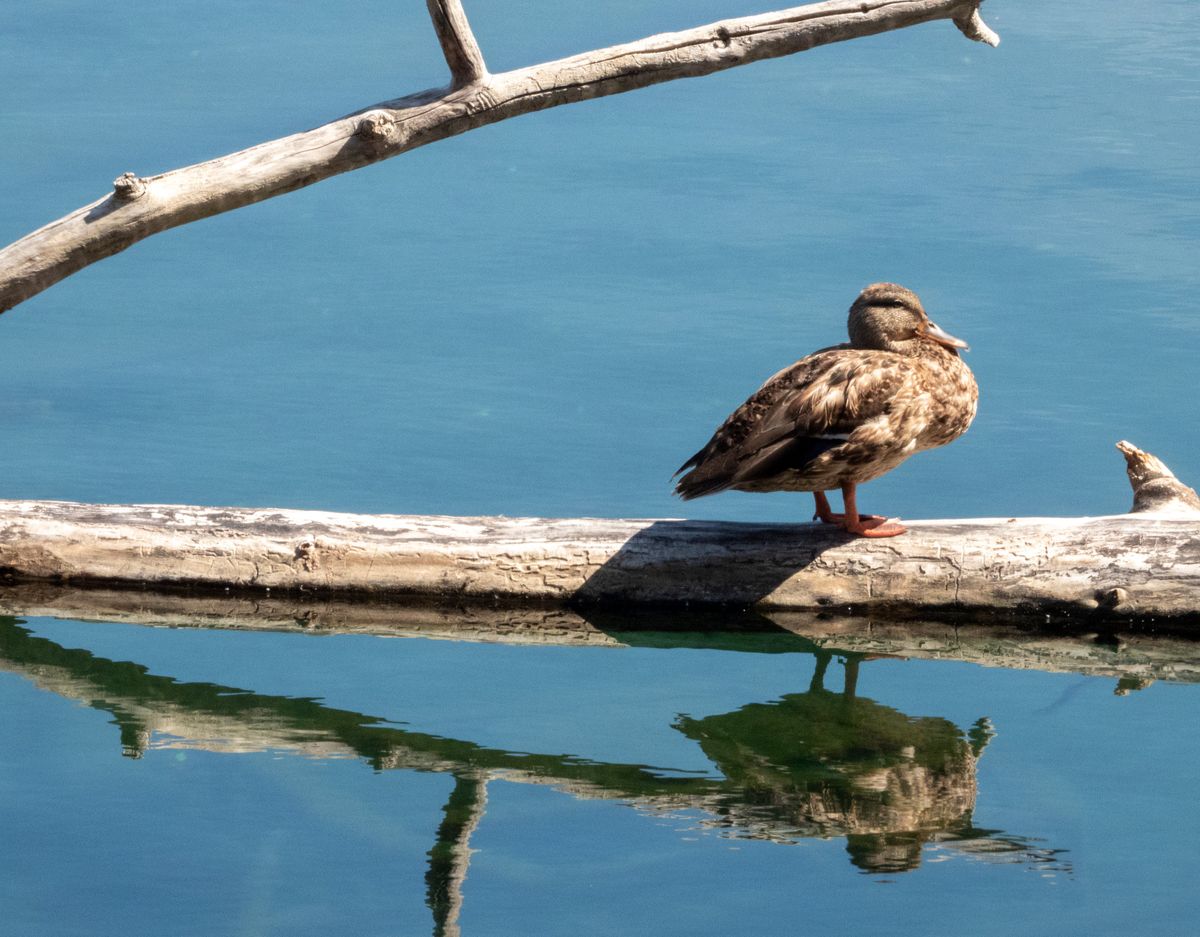LEFT: A mallard hen rests on a floating tree trunk in the Spokane River near the Centennial Trail east of the Division Street Bridge on Aug. 24.  (Jesse Tinsley/THE SPOKESMAN-REVIEW)