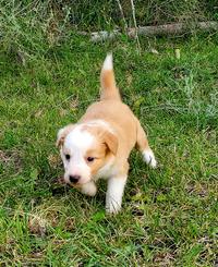 Border collie puppies