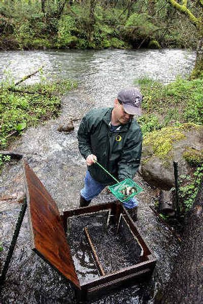 
Ty Fugate, outside project manager with the Lower Columbia Fish Enhancement Group, pulls juvenile salmon out of a fish trap on Larsen Creek leading into the Little Washougal River near Washougal, Wash., on Monday.  The first in a series of locally produced blueprints for salmon recovery in the Columbia Basin was endorsed Monday by federal authorities, who will roll it into a comprehensive plan for the region by next year. 
 (Associated Press / The Spokesman-Review)