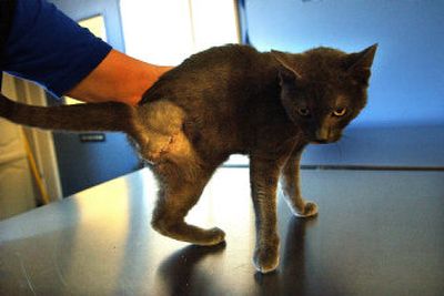 
Pogo,  found with a deformed hind leg,  is now up for adoption. 
 (Brian Plonka / The Spokesman-Review)