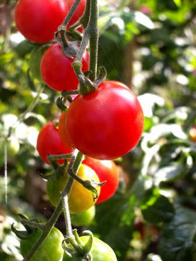 
Wait until late May or June to plant tomatoes in your garden.Stockxpert
 (Stockxpert / The Spokesman-Review)