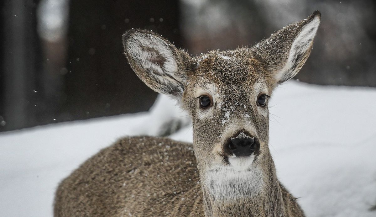A deer roams through the snow in Dalton Gardens on Monday, Dec. 27, 2021.  (Kathy Plonka/The Spokesman-Review)