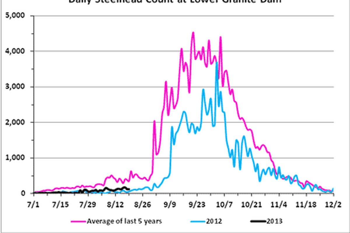 Steelhead counts at Lower Granite Dam, Aug. 20, 2013. (Fish Passage Center)