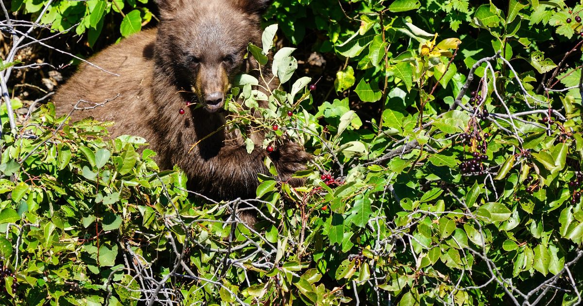 Florida man killed in bear attack at Glacier National Park