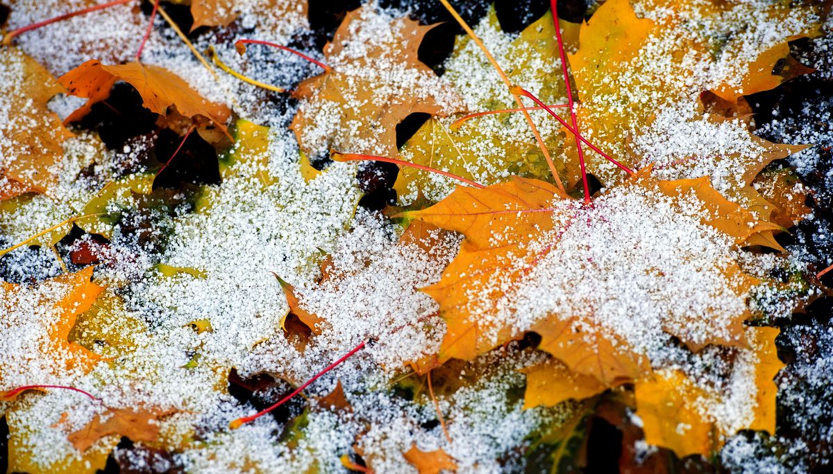 A light dusting of snow collects on leaves in Coeur d
