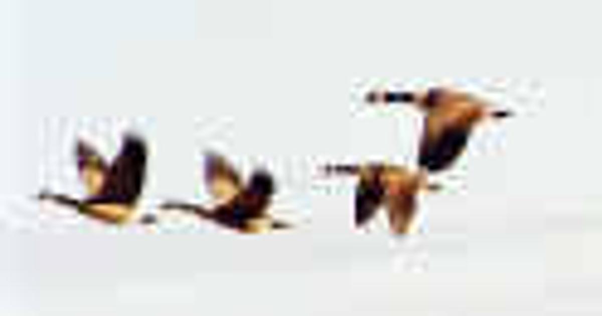 Goose illusions | The Spokesman-Review