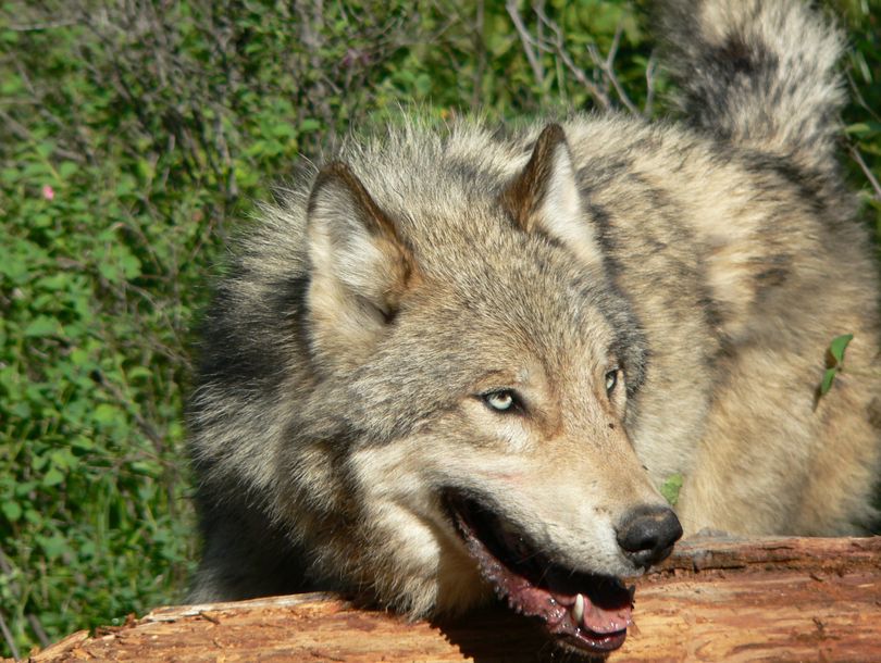 The gray wolf is an apex predator roaming the Inland Northwest, along with the grizzly bear and mountain lion. Elusive wolves sometimes reveal their presence with a howl. (Associated Press)