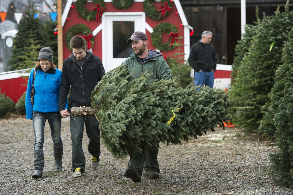 Nick Peterson, of Holiday Christmas Trees at Francis Avenue and Calispel Street in Spokane, carries a noble fir tree for newlyweds Katie and Sam Garringer, of Spokane, after the couple chose their first tree together for their new home. (Dan Pelle)