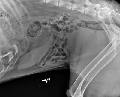 An X-ray shows the hooks of 15 fly-fishing fly patterns ingested – and later excreted – by a German shepherd in Pullman. 