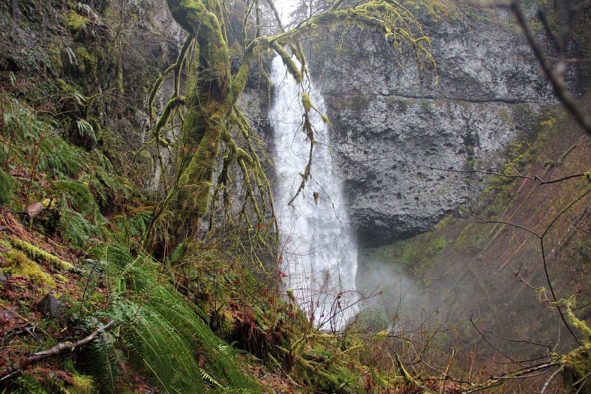 Niagara Falls drops 124 feet off a basalt cliff into a pool in the Siuslaw National Forest near Willamina, Ore. (Associated Press)